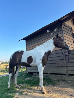 Predam kobylu 7 rokov - 5