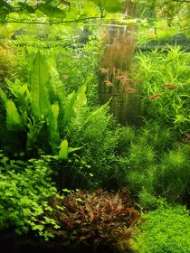 Rastlinky do akvaria - 5