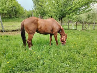 American Paint Horse - 5