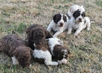 Lagotto Romagnolo steniatko - 5