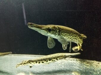 aligator gar spatula albino TOP CENA 220E +arowany - 5