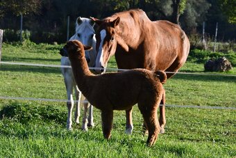 USTAJNENIE / JAZDENIE - 5