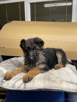 Nemecky ovčiak - 5