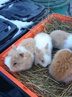 Zakrsli zajačik - 5