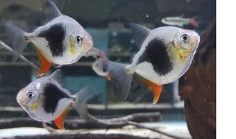 arapaima gigas /novy import 6-2025 - 5
