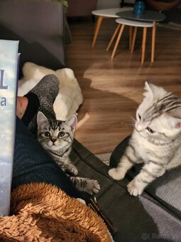 Predám môjho miláčika, UŽ len jedno mačiatko - 5