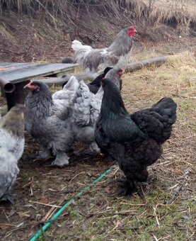 Brahmanka veľká NV - 5