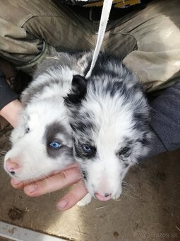 Borderkolia psíkovia - 5