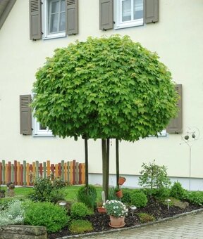 Javor mliečny globosum - 5