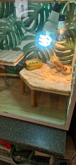Terarium s agamou - 5
