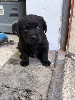 Labrador šteniatka - 5