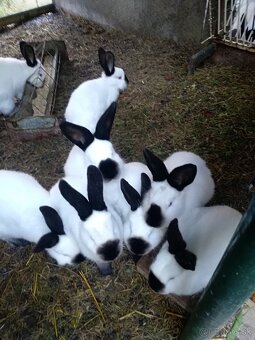 Kalifornský králik predaj - 5