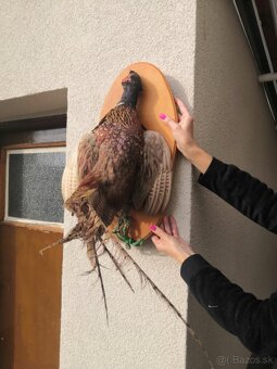 Polovnicke trofeje - 5