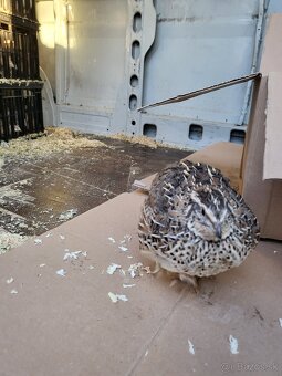 Japonské prepelice - predaj - 5