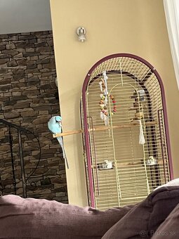 Alexander malý + klietka - 5