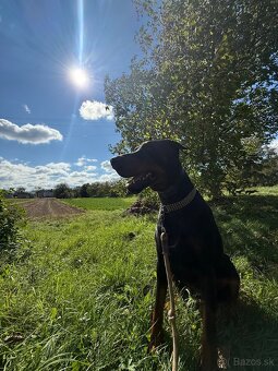 DOBERMAN s PP na predaj - 5