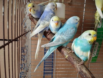 Predám andulky z búdok vyletané v auguste - 5