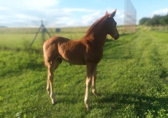Quarter horse - 5