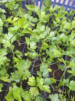 Priesady planty sadenice - 5