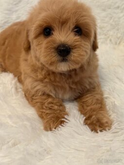 Maltipoo - 5