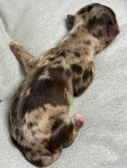 Yorkshire Terrier s PP - 5