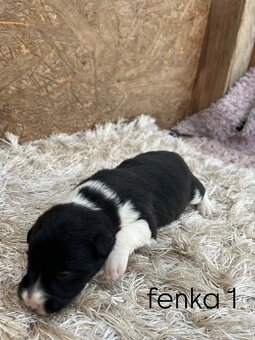 Predám šteniatka border kólie - 5