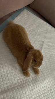 Zakrslý baranček Bob - 5