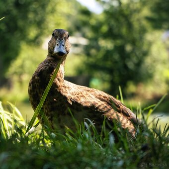 Sony 28-70mm f/3.5-5.6 OSS - 5