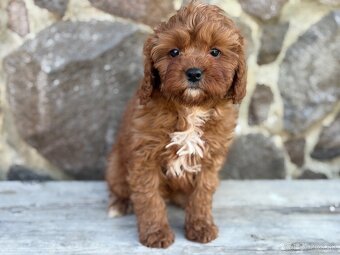 Cavapoo - 5