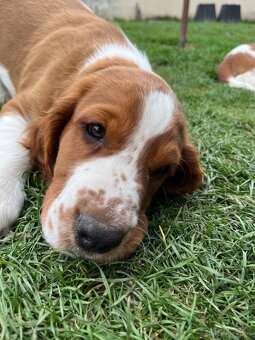 Welsh springer spaniel WSS šteniatka - 5