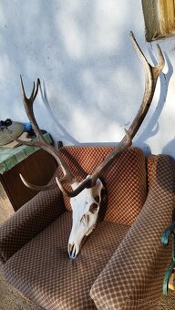 Predám trofej jeleňa.parozie, zhody, trofeje. - 5