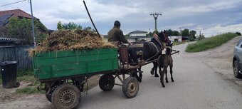 Predám Kobylu Norik aj so žriebatom - 5