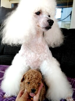 Pudel Pudlik Toy - 5
