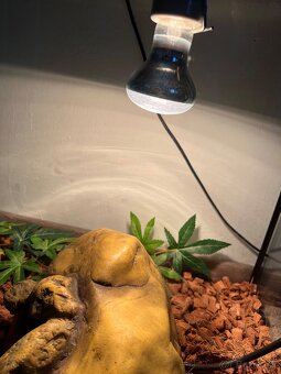 Predám terarium - 5