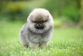 🐶 Nádherná fenečka pomeraniana – Orange sobolí barva 💛 - 5