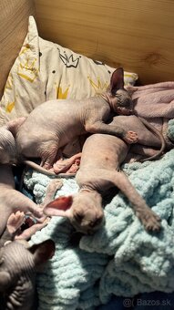 Sphynx mačiatka k odberu bez PP - 5