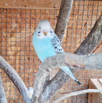 Ponukam na predaj mlade andulky.5e za jednu. - 5