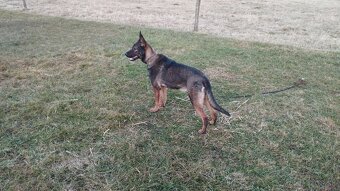 Nemecký ovčiak - 5