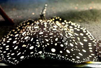 Predám akvárium komplet - 5