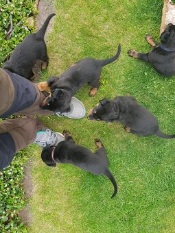 Šteniatko, šteniatka plemena Beauceron (Berger de Beauce) - 5