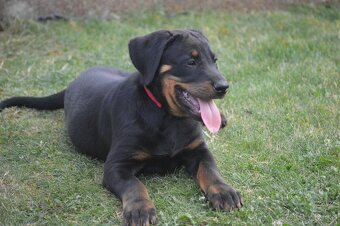 Beauceron šteniatko, šteniatka s PP - 5