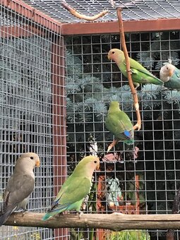 Agapornis ruzovohrdly - 5