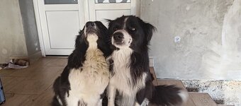 Predám šteniatka Border Collie - 5