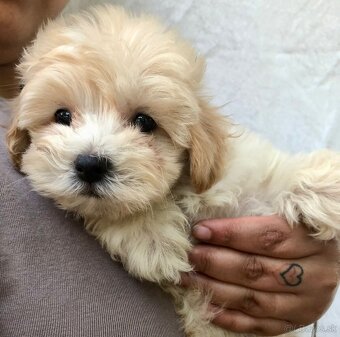Toy mini maltipoo - 5