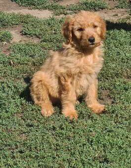 Goldendoodle - 5