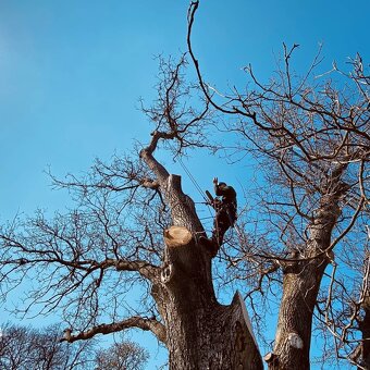 Výrub a orez stromov/Arboristika - 5