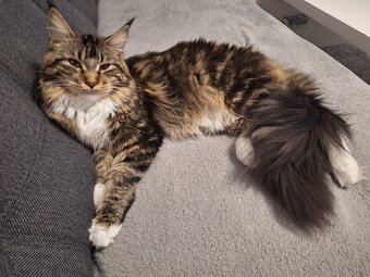 Mainská mývalia mačka - 5