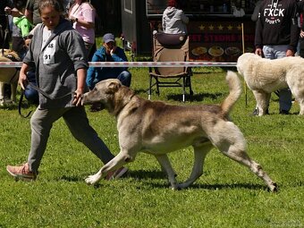 Stredoázijský ovčiak - 5