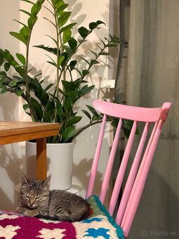 Darujem mačiatko do starostlivých rúk - 5