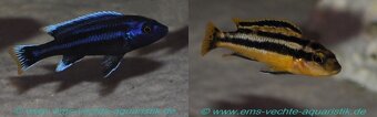 Africké cichlidy - 5
